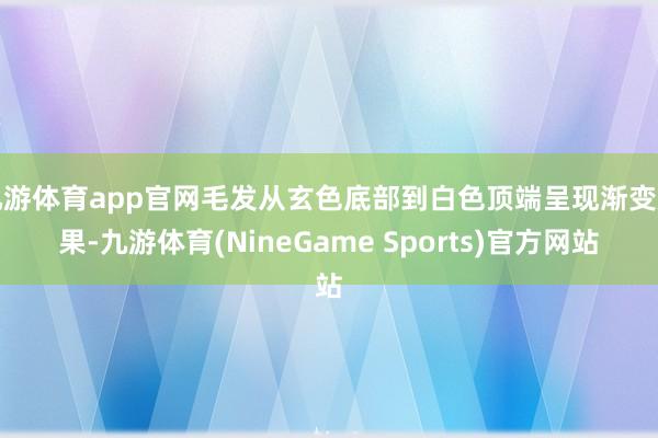 九游体育app官网毛发从玄色底部到白色顶端呈现渐变后果-九游体育(NineGame Sports)官方网站